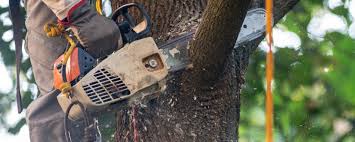 Best Tree and Shrub Care  in Upper Montclair, NJ