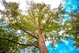 Best Leaf Removal  in Upper Montclair, NJ