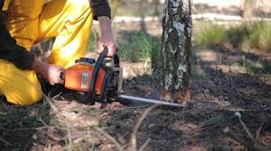 Best Tree Removal  in Upper Montclair, NJ
