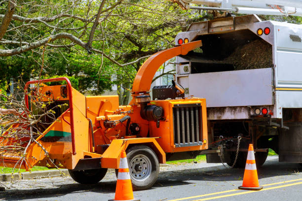 Best Tree Maintenance Programs  in Upper Montclair, NJ