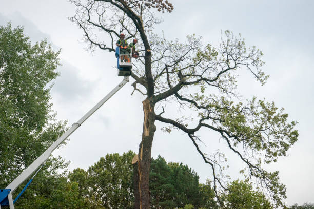 Best Stump Grinding and Removal  in Upper Montclair, NJ