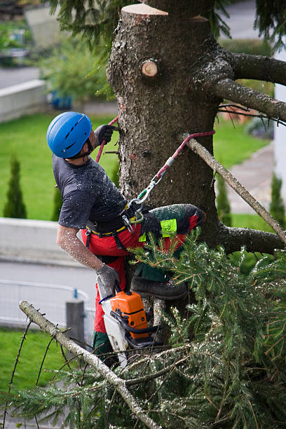 Best Tree Mulching  in Upper Montclair, NJ