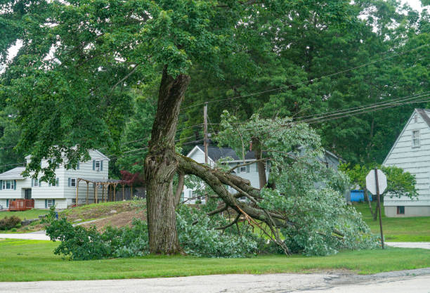 How Our Tree Care Process Works  in  Upper Montclair, NJ