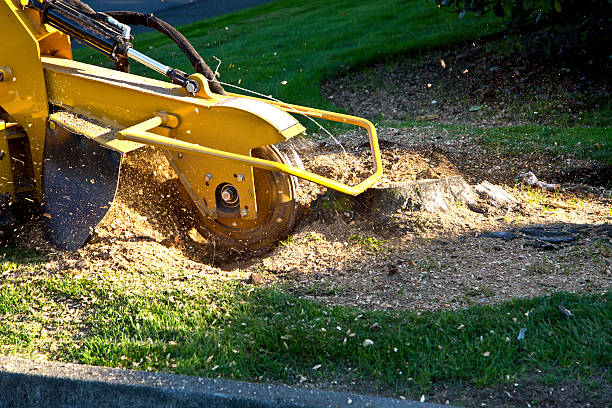 Best Commercial Tree Services  in Upper Montclair, NJ